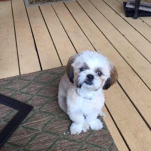 Meet your Posher, Alan